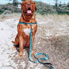 Dog Leash product image 55