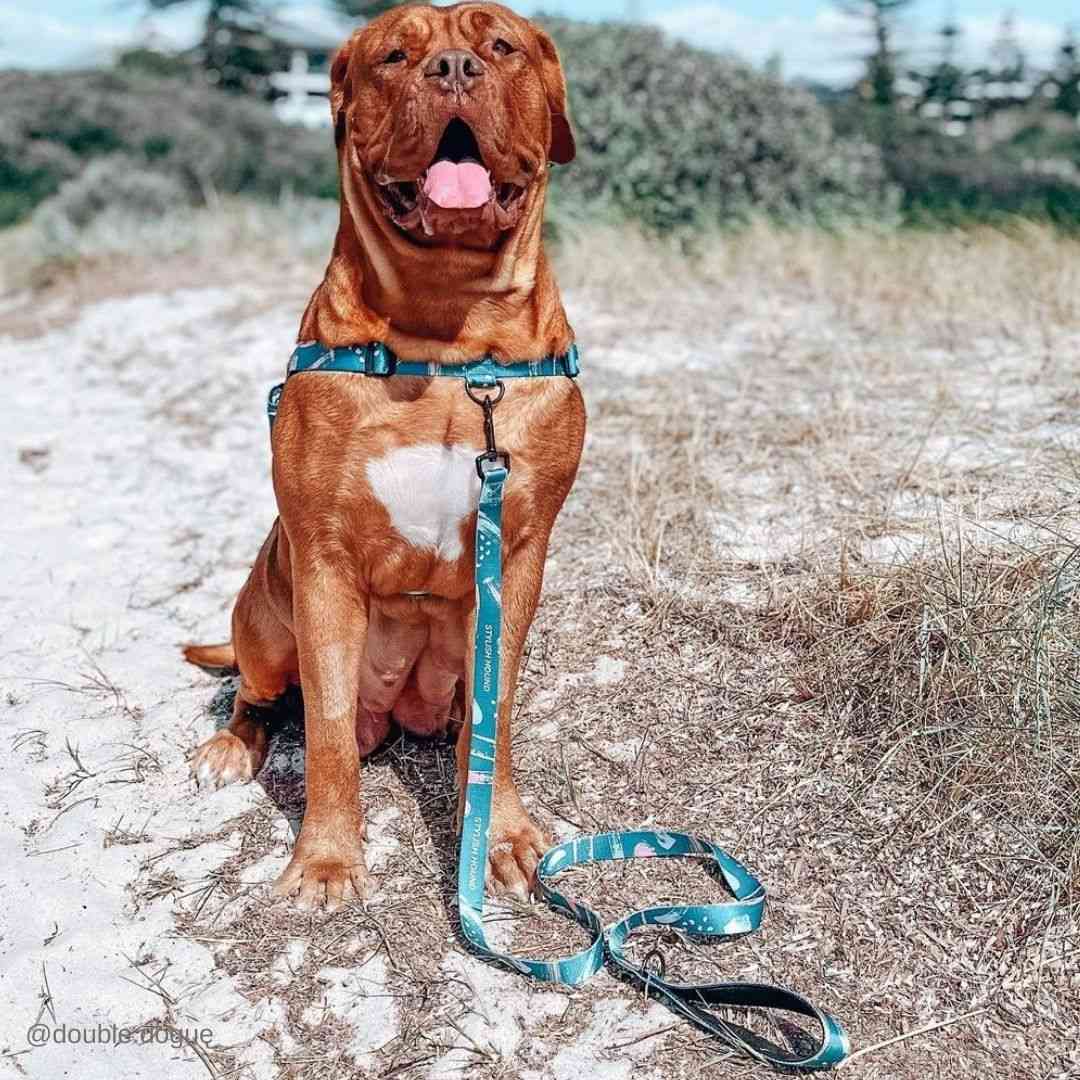 Dog Leash product image 55