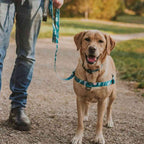 Dog Leash product image 56