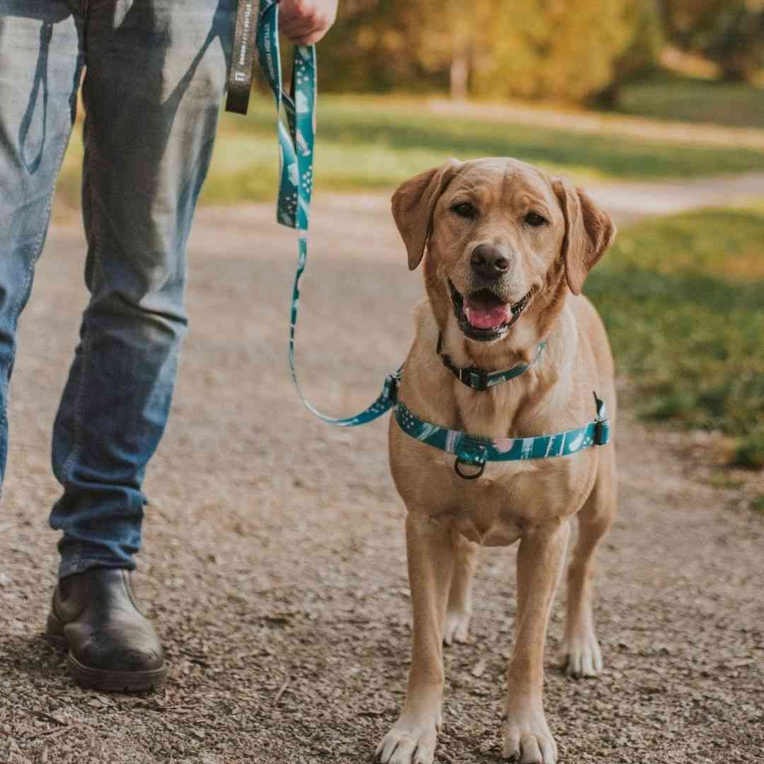 Dog Leash product image 56