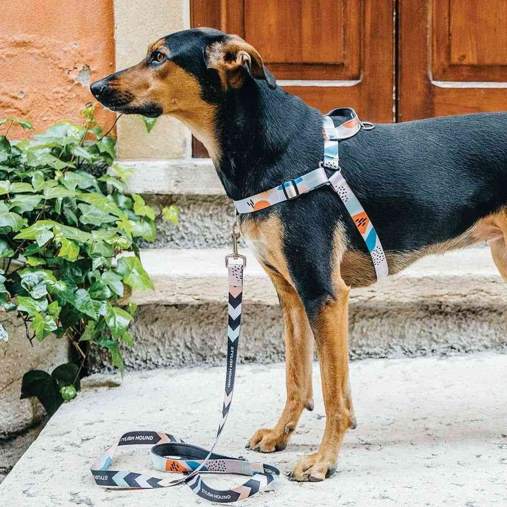 Dog Leash product image 57