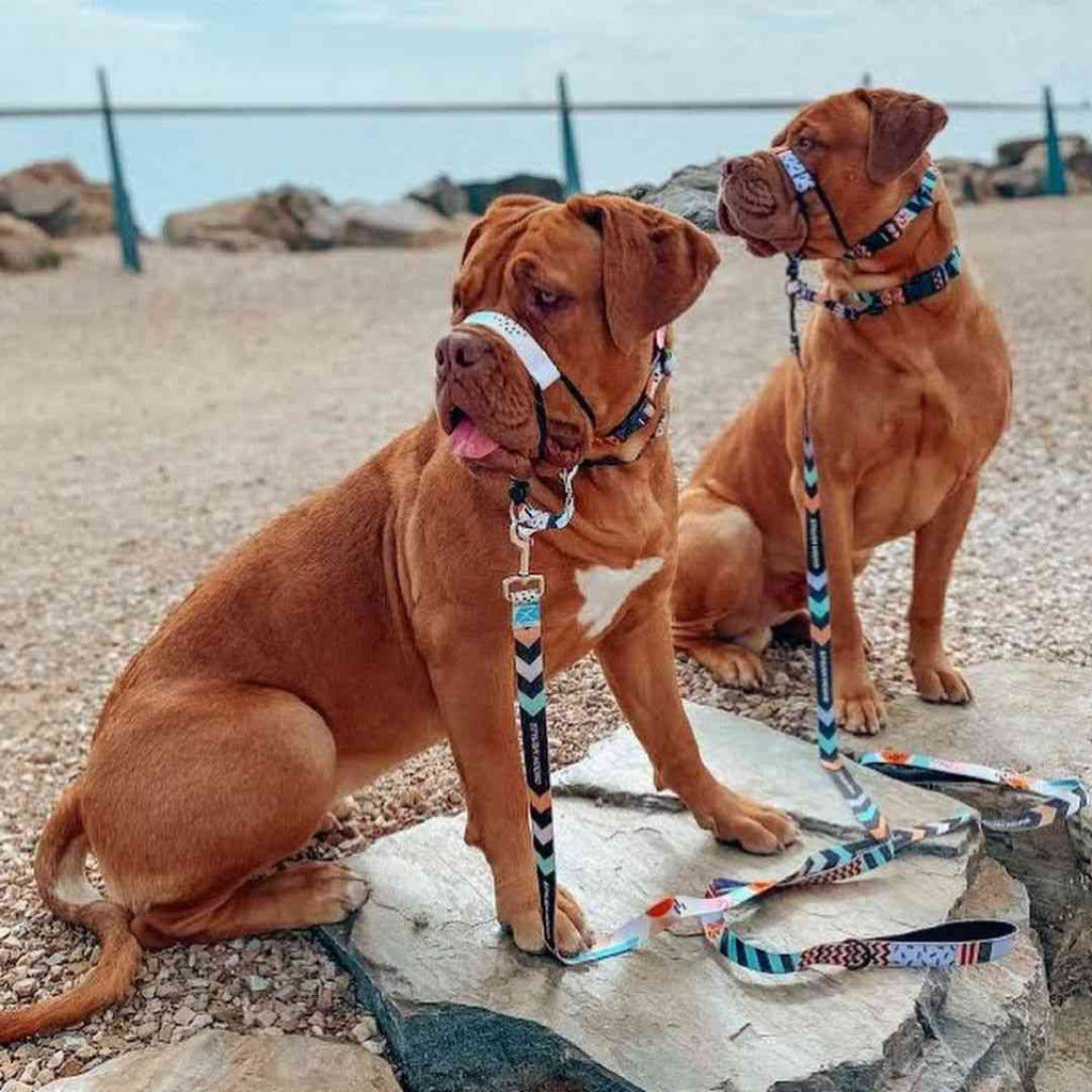 Dog Leash product image 58