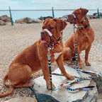 Dog Leash product image 58