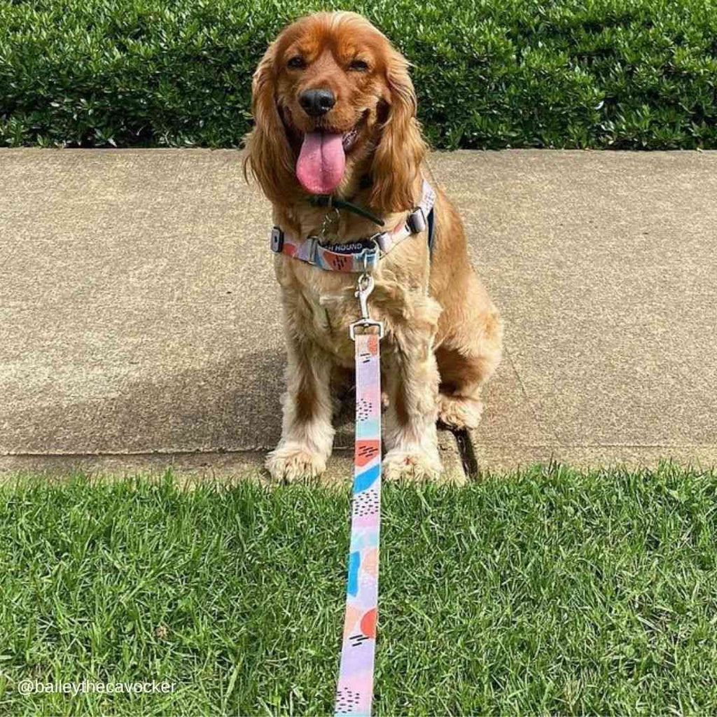 Dog Leash product image 59