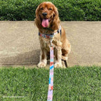 Dog Leash product image 59