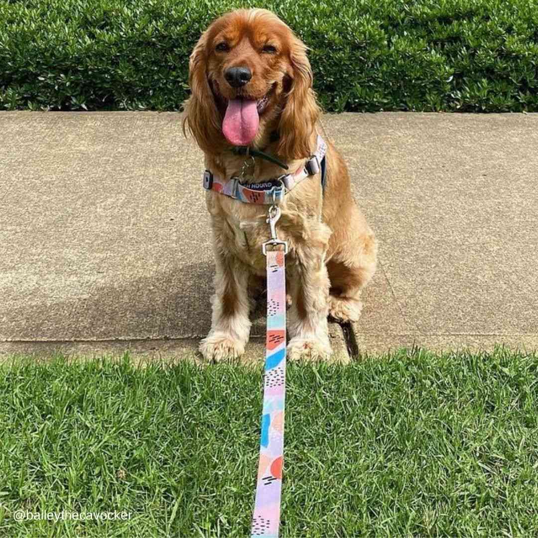 Dog Leash product image 59