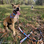 Dog Leash product image 60