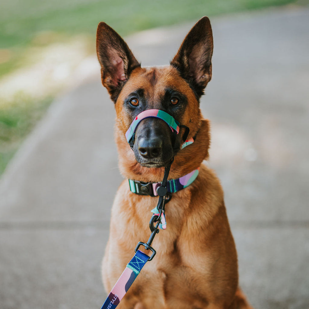 Dog Leash product image 62