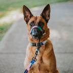 Dog Leash product image 62