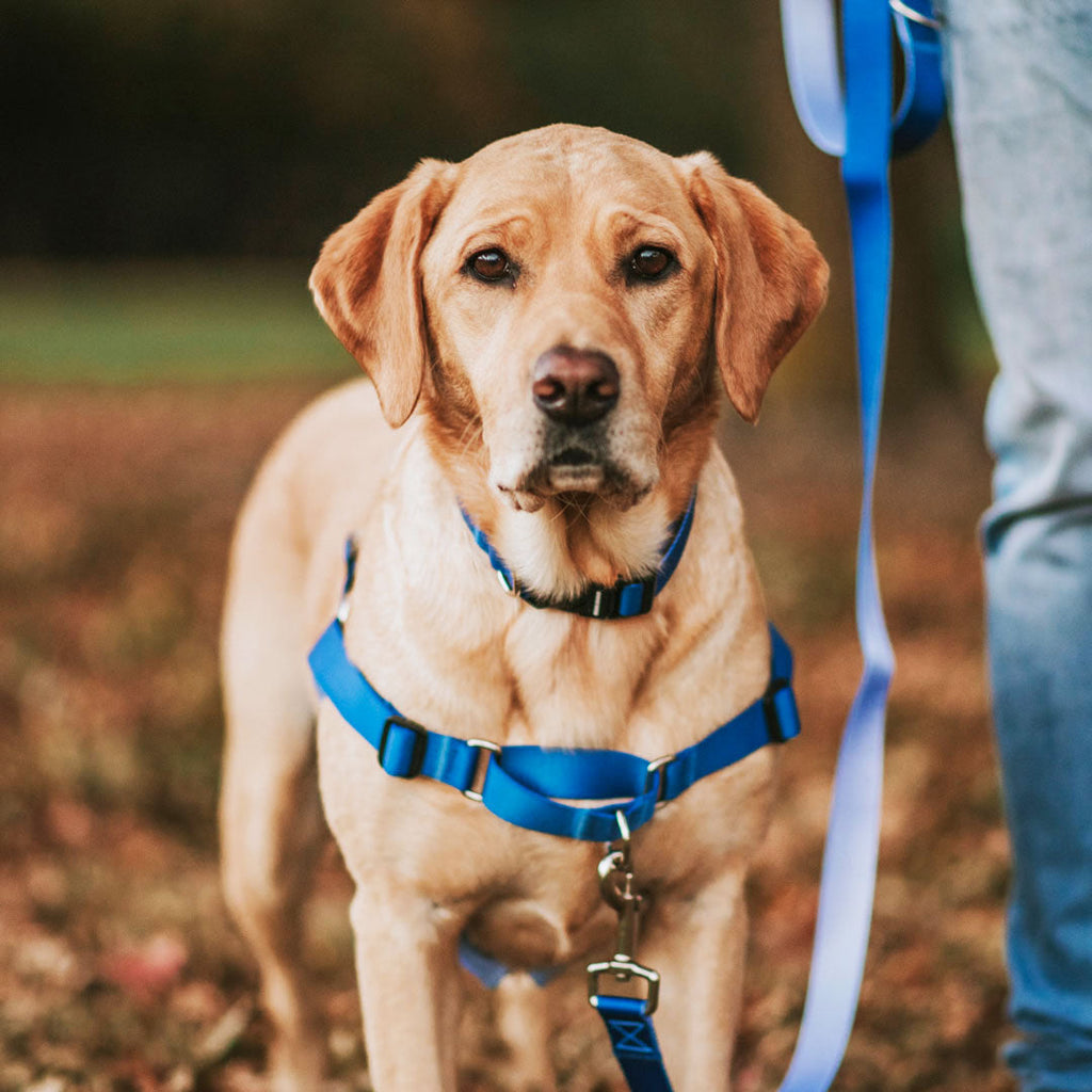 Dog Leash product image 66