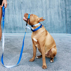 Dog Leash product image 67
