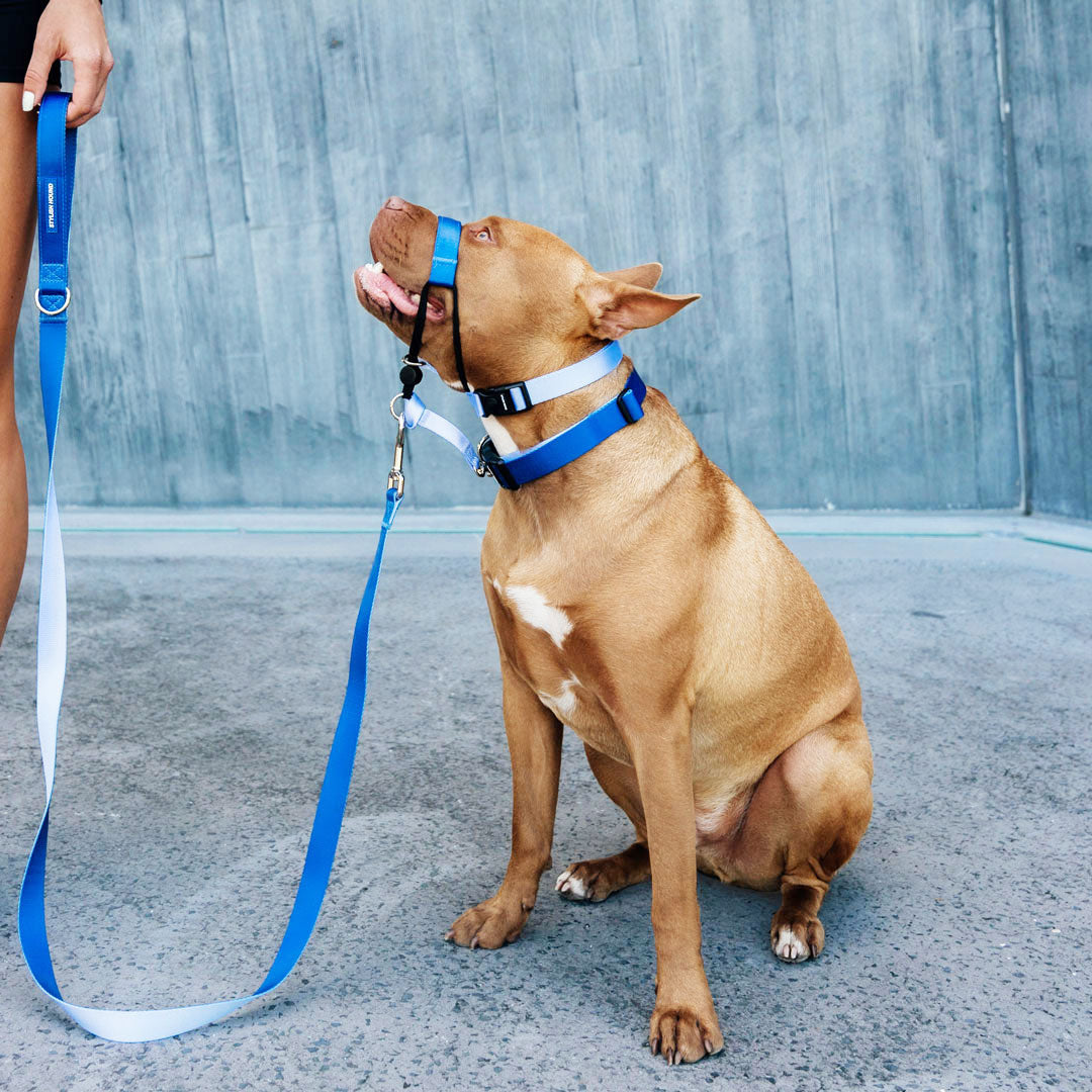 Dog Leash product image 67