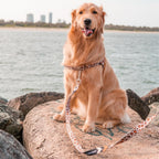 Dog Leash product image 68