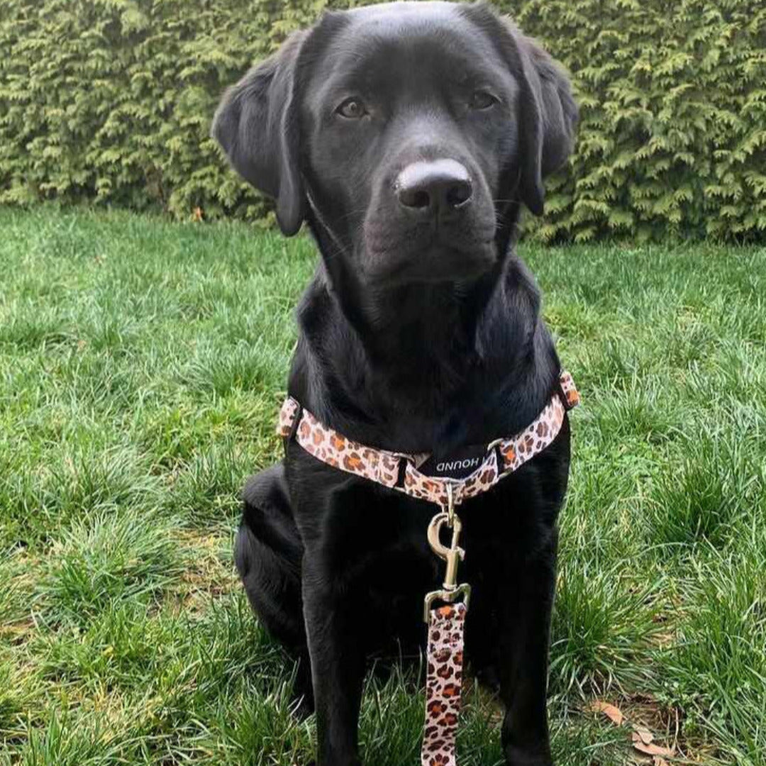 Dog Leash product image 69
