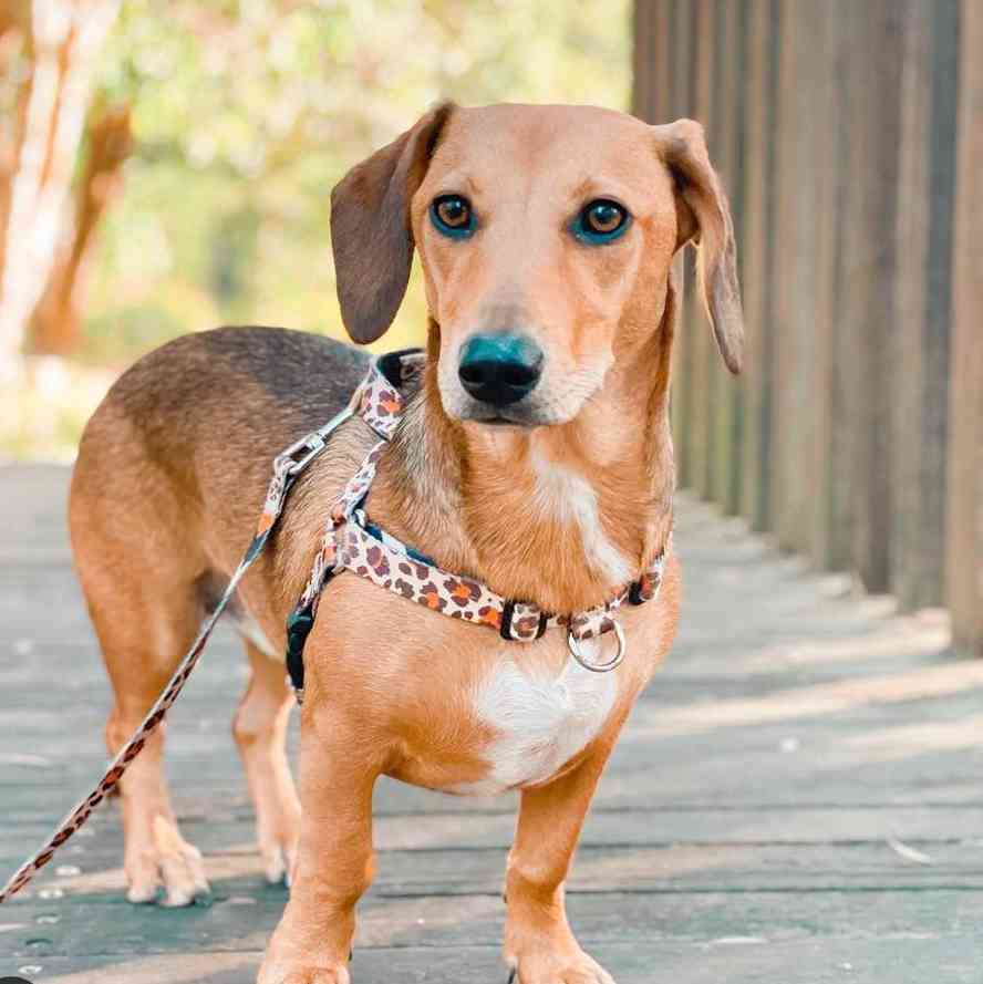 Dog Leash product image 70