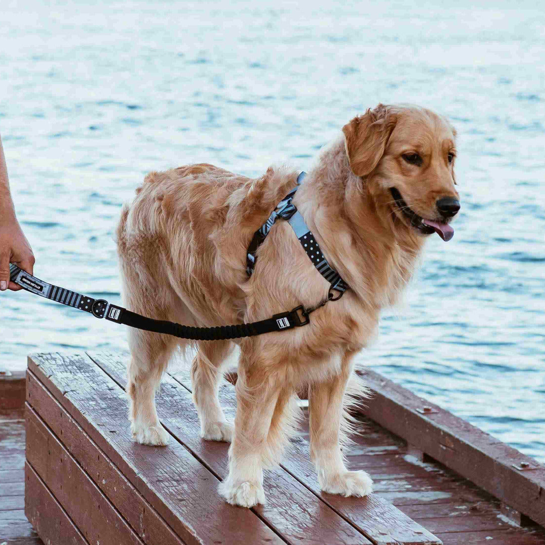 Dog Leash product image 72