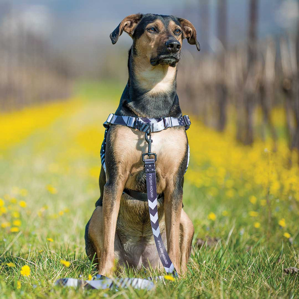 Dog Leash product image 74