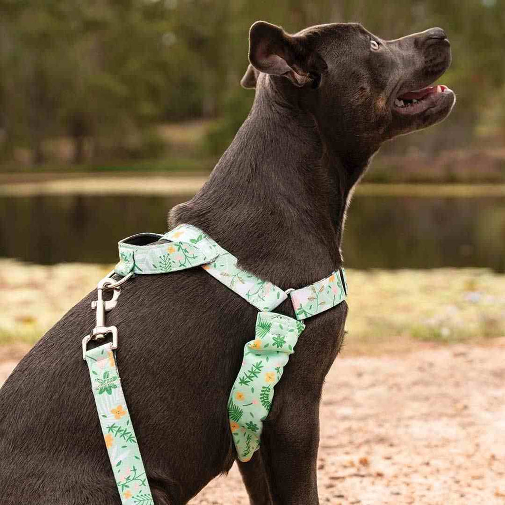 Dog Leash product image 75