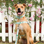 Dog Leash product image 77