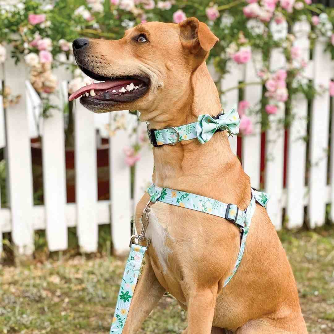Dog Leash product image 78