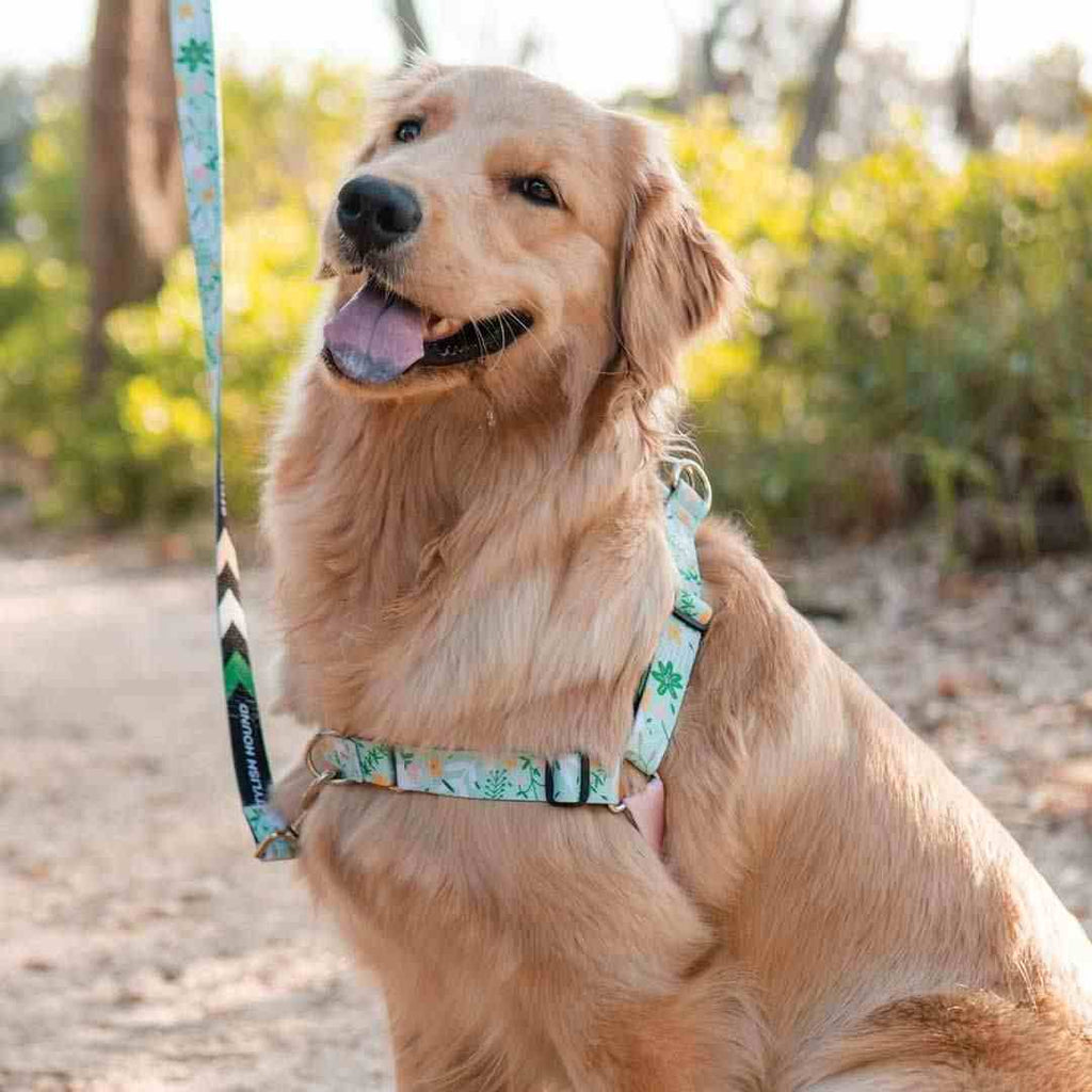 Dog Leash product image 79