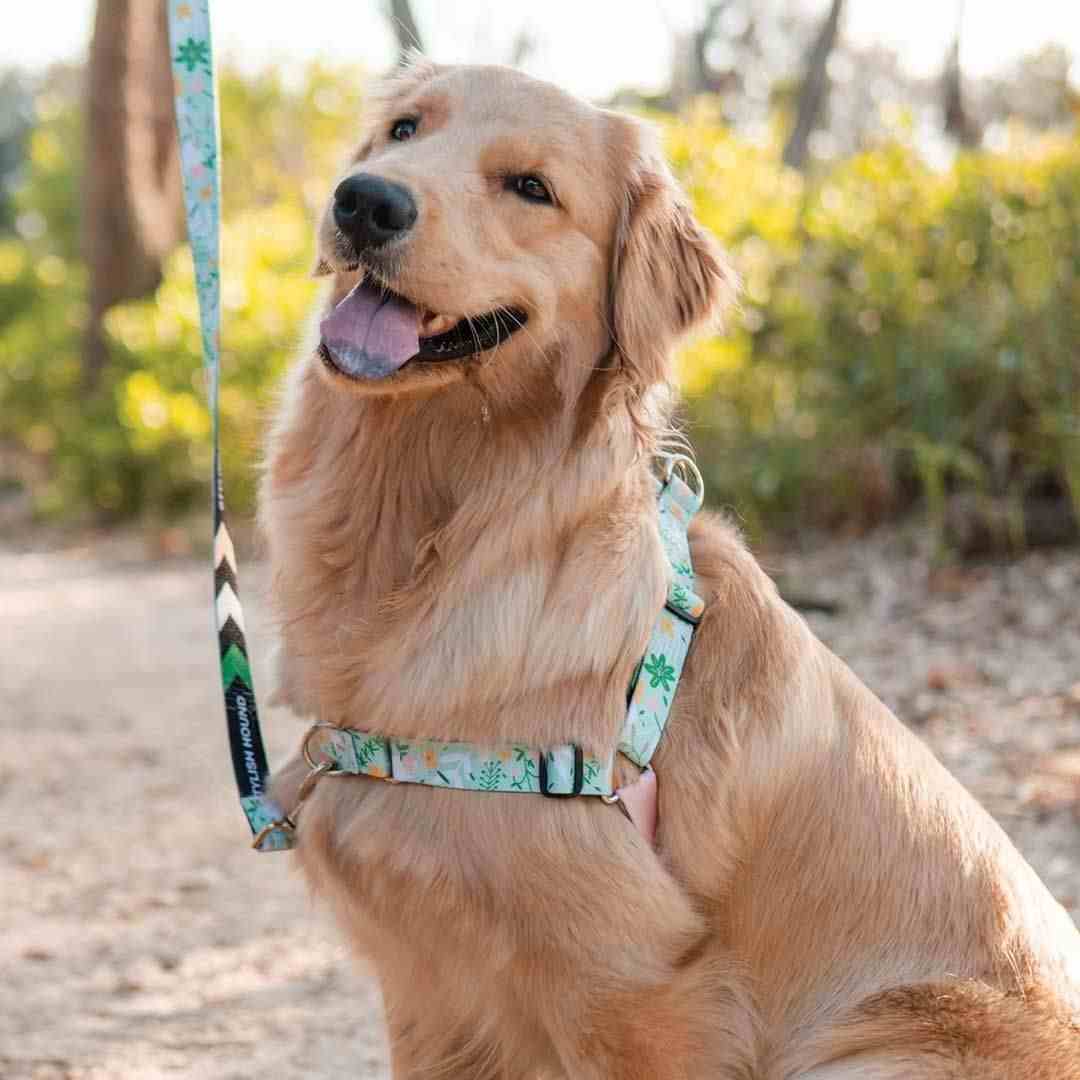 Dog Leash product image 79
