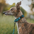 Martingale Dog Collar product image 4