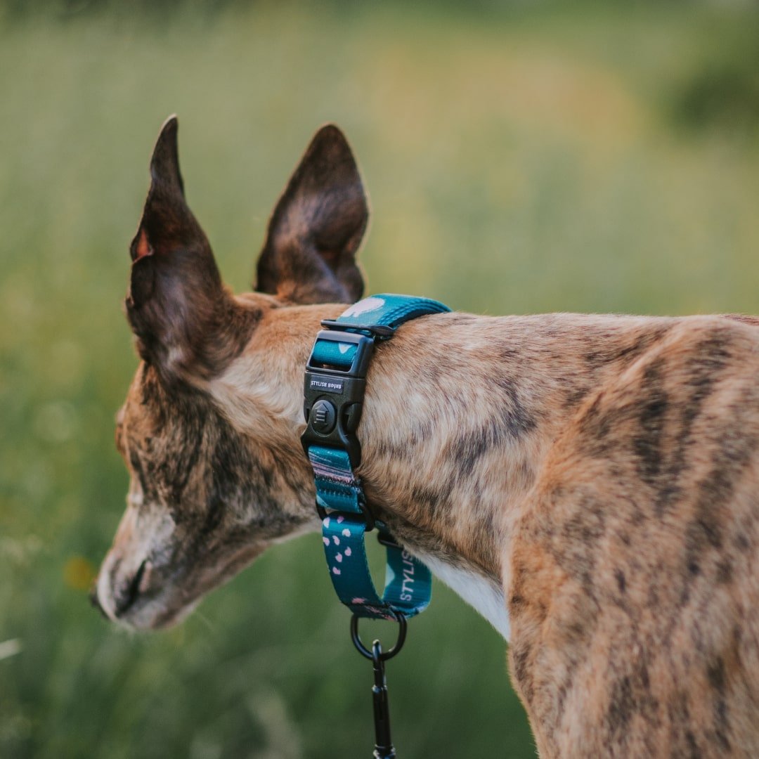 Martingale Dog Collar product image 6