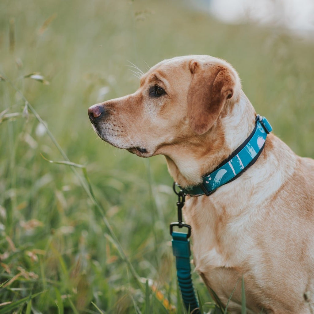 Martingale Dog Collar product image 7