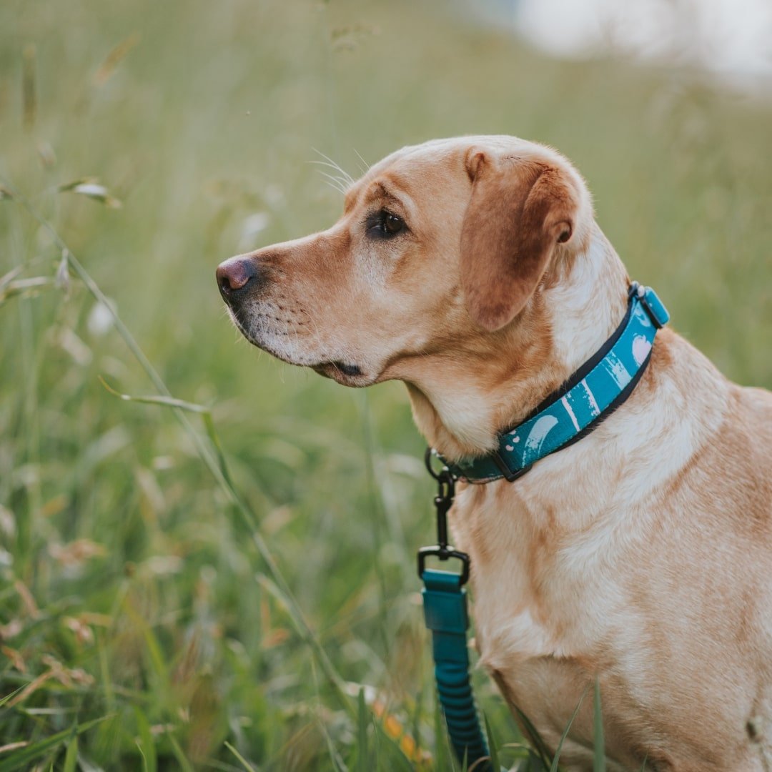 Martingale Dog Collar product image 7
