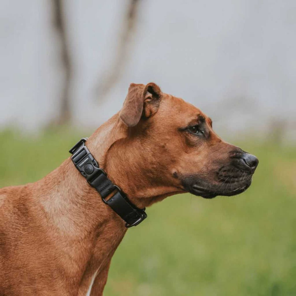 Martingale Dog Collar product image 14