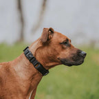 Martingale Dog Collar product image 14
