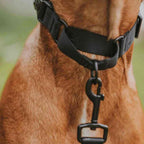 Martingale Dog Collar product image 15