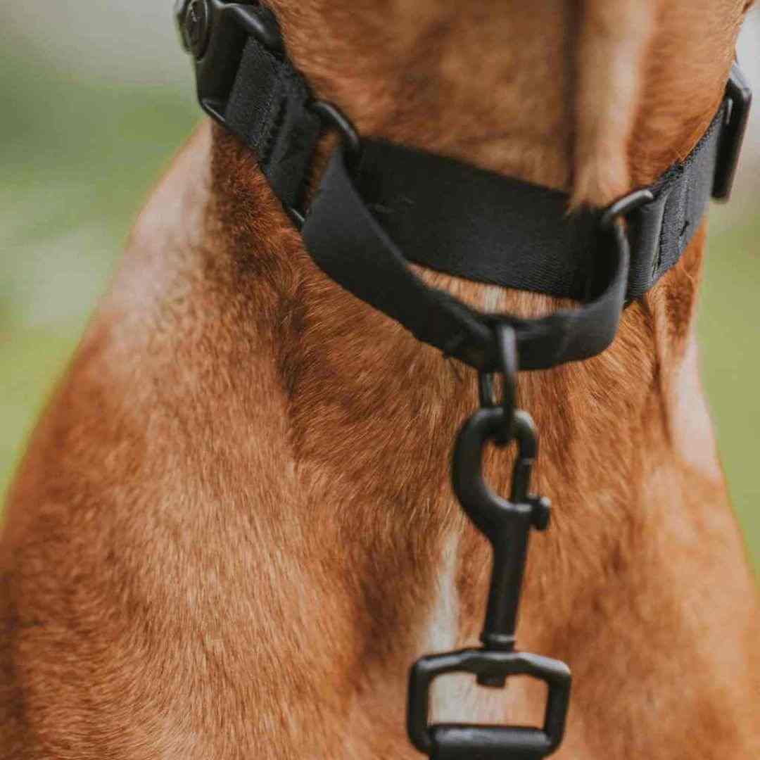 Martingale Dog Collar product image 15