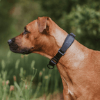 Martingale Dog Collar product image 16