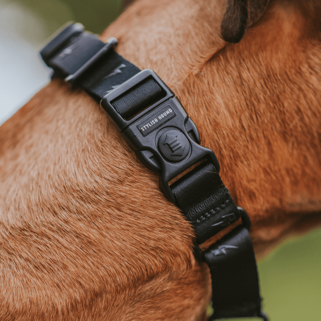 Martingale Dog Collar product image 17