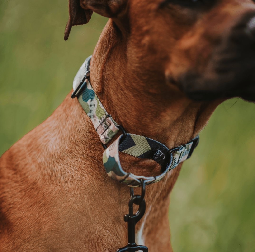Martingale Dog Collar product image 19