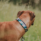 Martingale Dog Collar product image 20