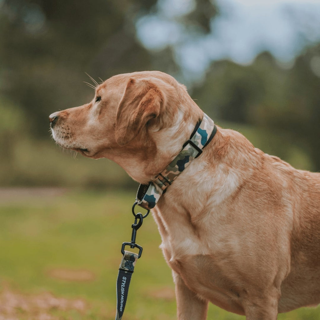 Martingale Dog Collar product image 21