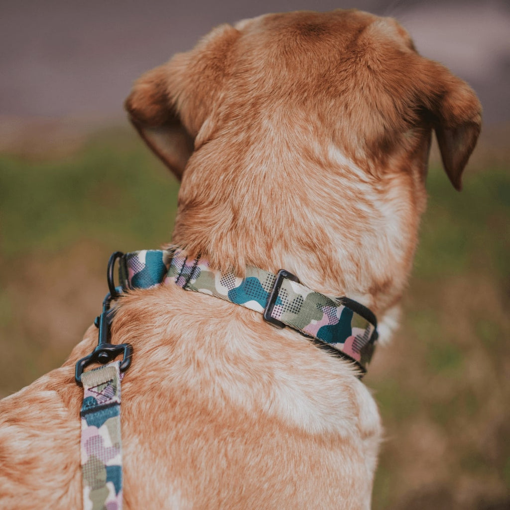 Martingale Dog Collar product image 22