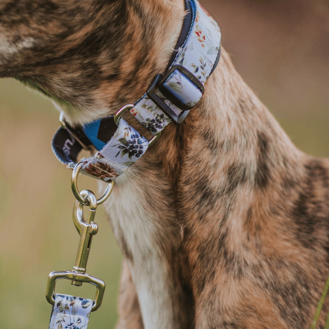 Martingale Dog Collar product image 24