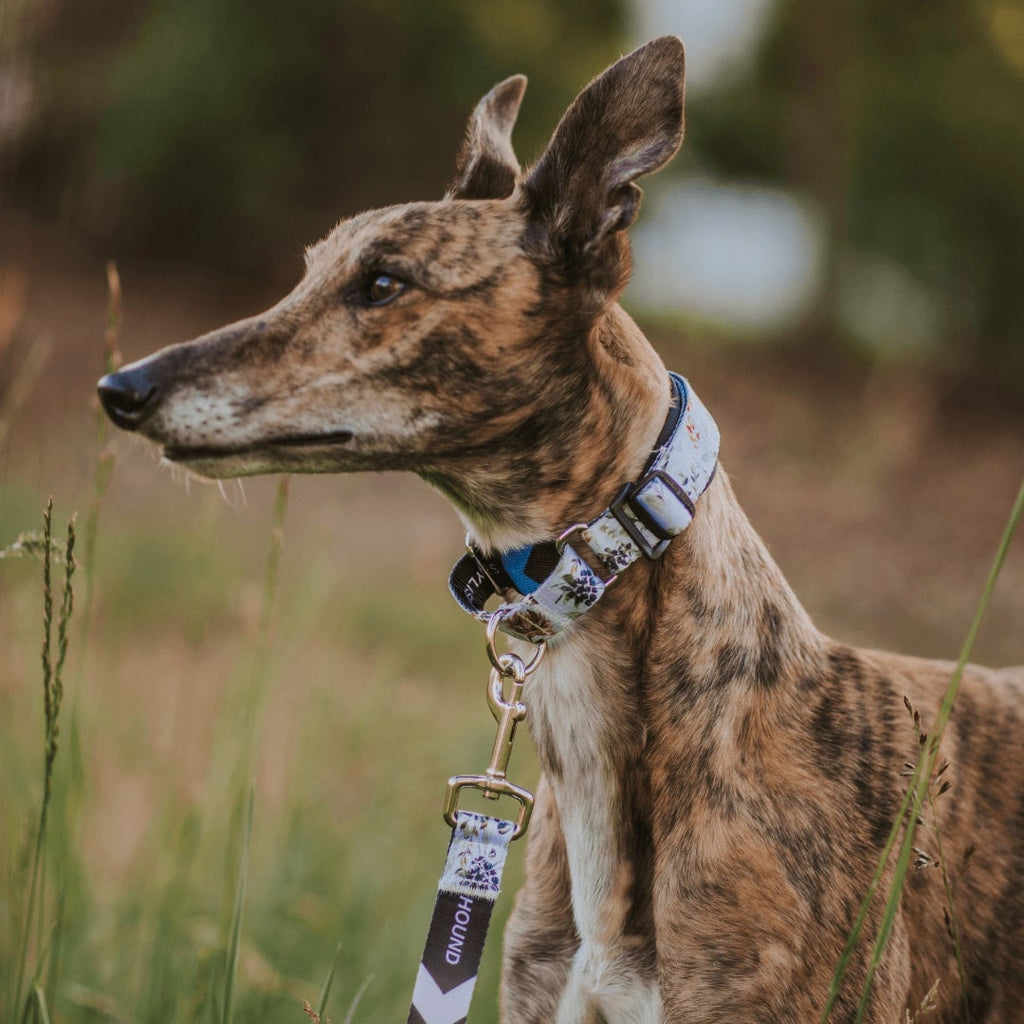 Martingale Dog Collar product image 25