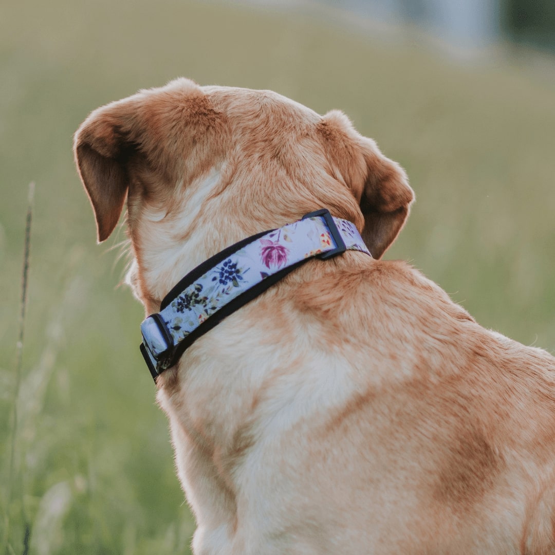 Martingale Dog Collar product image 26