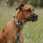 Martingale Dog Collar product image 28
