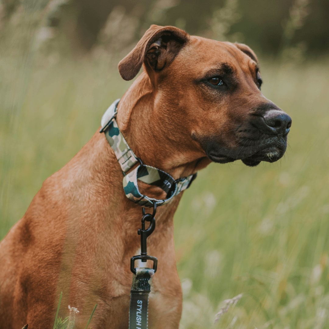 Martingale Dog Collar product image 28
