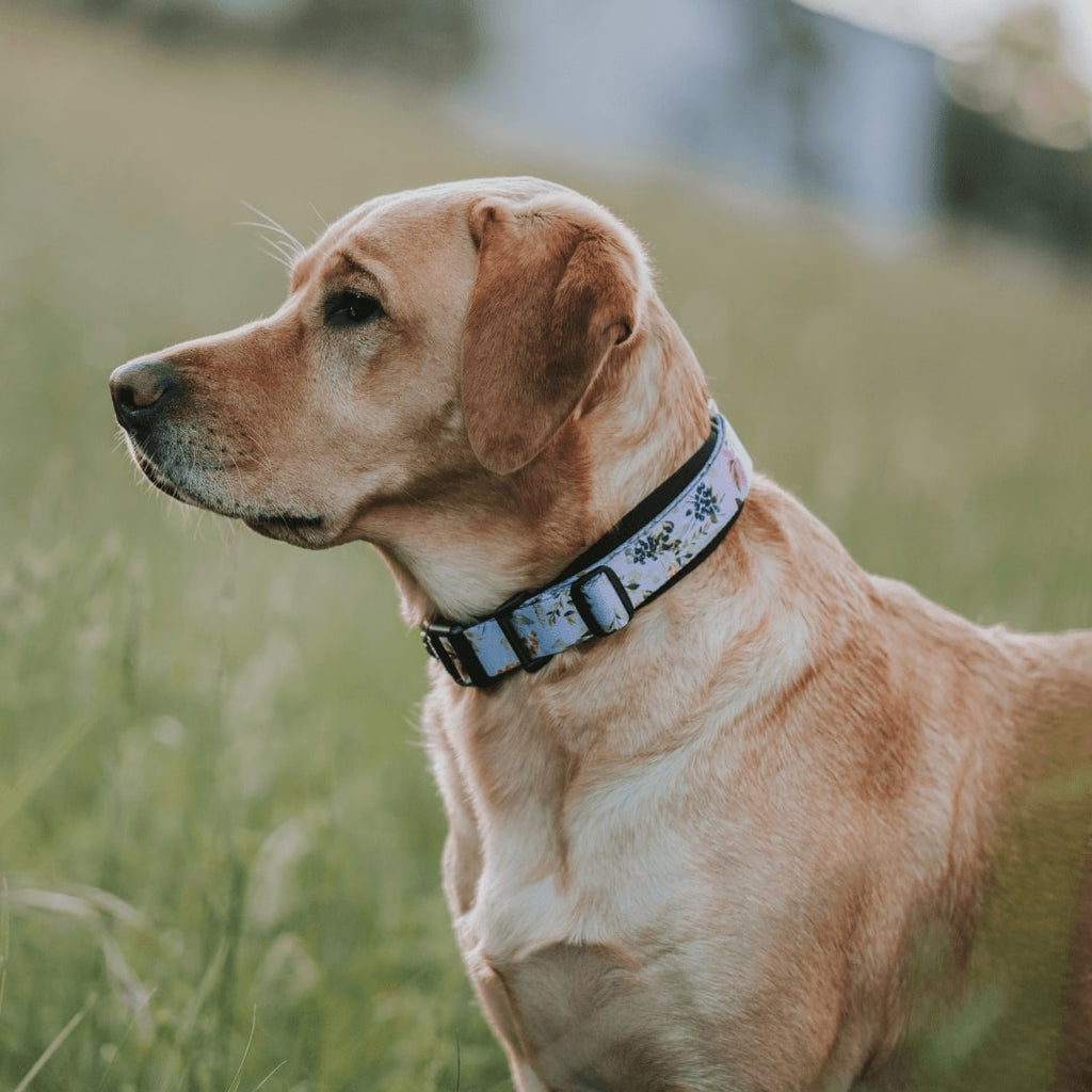 Martingale Dog Collar product image 30