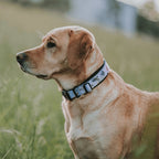 Martingale Dog Collar product image 30