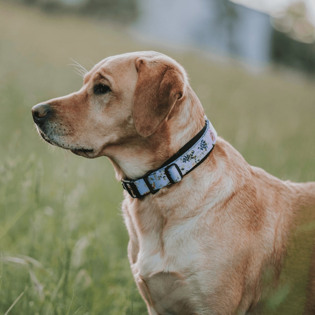 Martingale Dog Collar product image 30