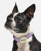 Dog AirTag Holder product image 2