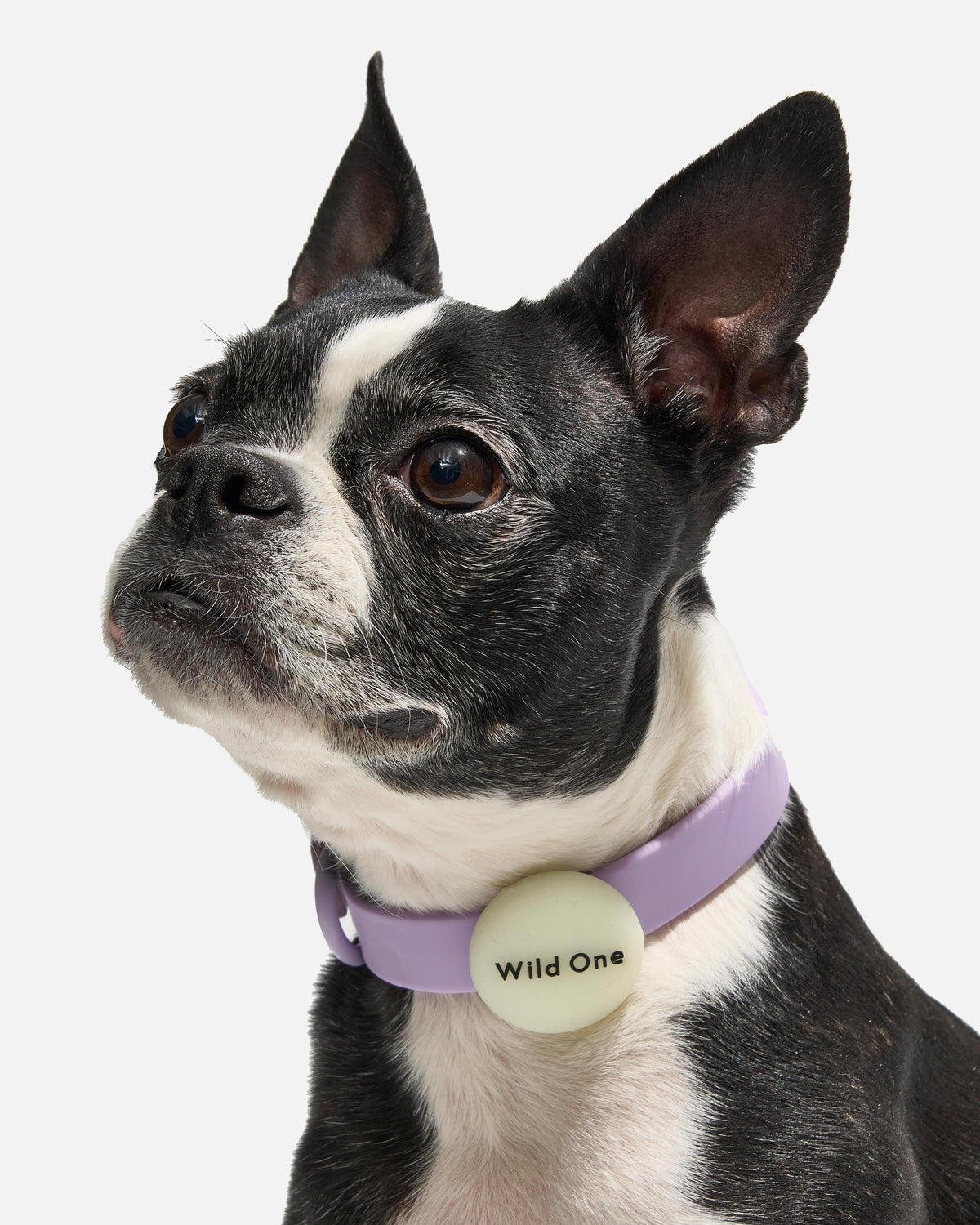 Dog AirTag Holder product image 2